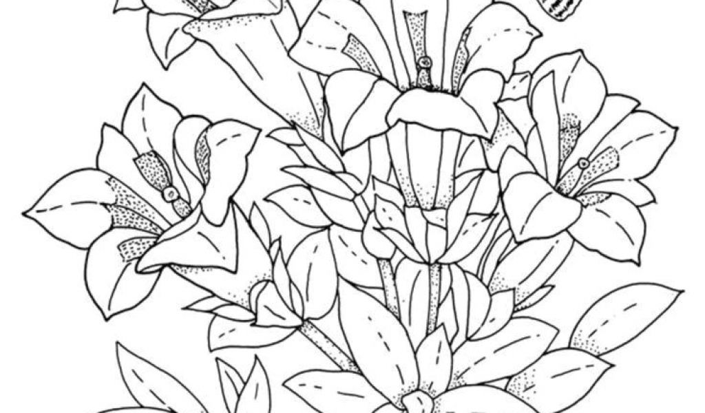 1024x600 Drawing Of Exotic Flowers How To Draw A Tropical Flower Drawings - Tropical Flower Drawing