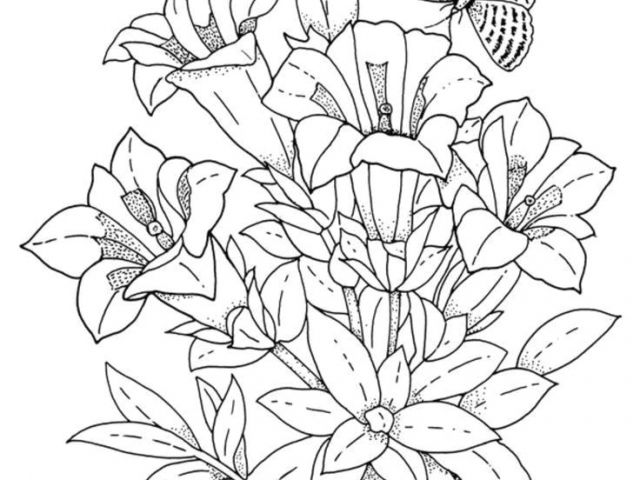 640x480 Drawings Of Exotic Flowers How To Draw A Tropical Flower Drawings - Tropical Flower Drawing