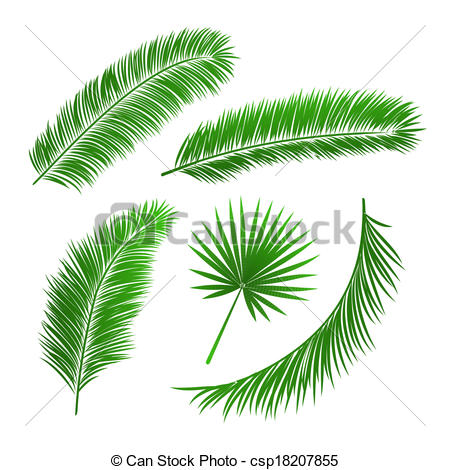 450x470 Huge Collection Of 'palm Leaves Drawing' Download More Than - Tropical Leaves Drawing