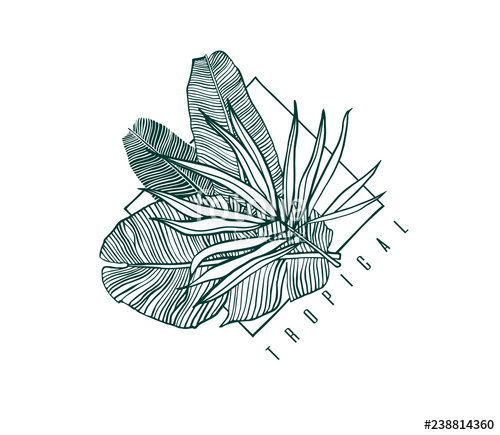 500x435 Icon With Palm And Banana Leaf Outline Drawing Of Tropical Leaves - Tropical Leaves Drawing