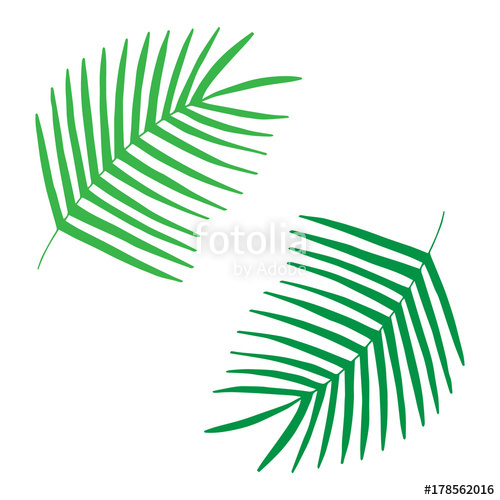 500x500 Palm Leaves, Tropical Leaf Vector Illustration Doodle Drawing - Tropical Leaves Drawing