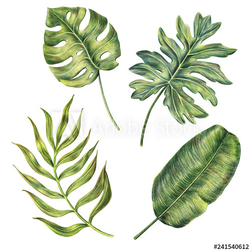 500x500 Set Of Exotic Tropical Palm Leaves - Tropical Leaves Drawing