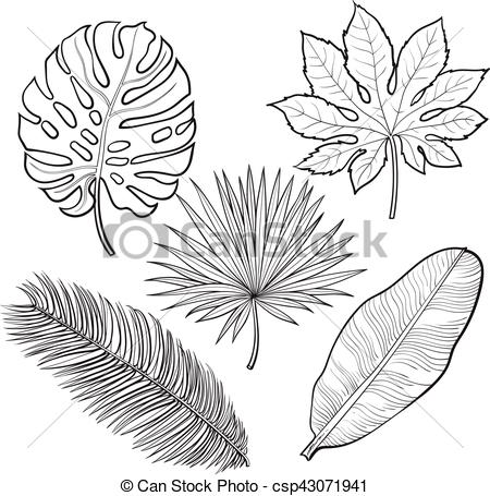 450x455 Set Of Tropical Palm Leaves, Sketch Style Vector Illustration - Tropical Leaves Drawing
