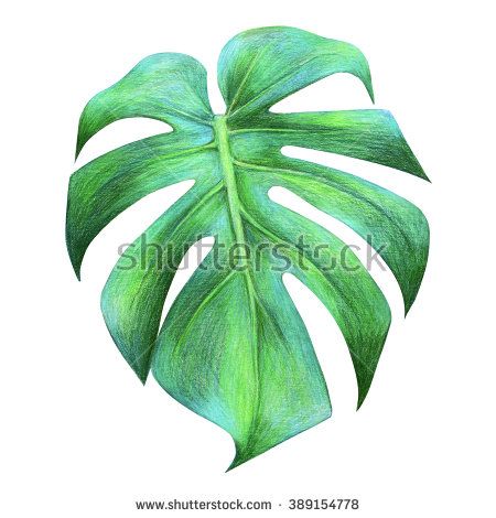 450x470 Tropical Leaf Drawing Dragon Leaf Colored Pencil Drawing - Tropical Leaves Drawing