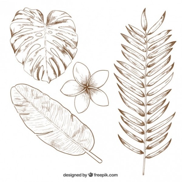 600x600 Tropical Leaves Drawing - Tropical Leaves Drawing