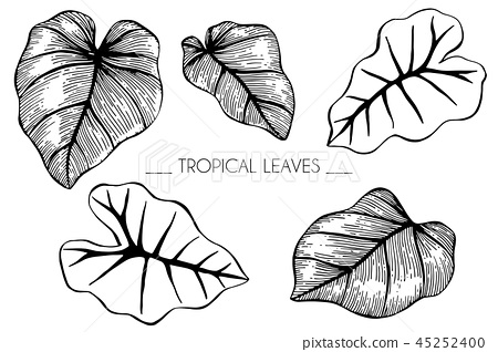 450x318 Tropical Leaf Drawing Illustration - Tropical Leaves Drawing
