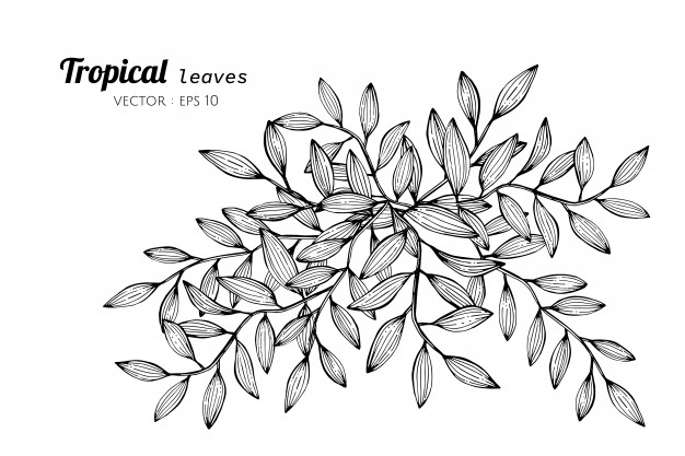 626x417 Tropical Leaves Drawing Illustration Vector Premium Download - Tropical Leaves Drawing