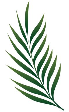 236x381 Vector Illustration Of Tropical Plants Leaf In Palm Leaves - Tropical Leaves Drawing