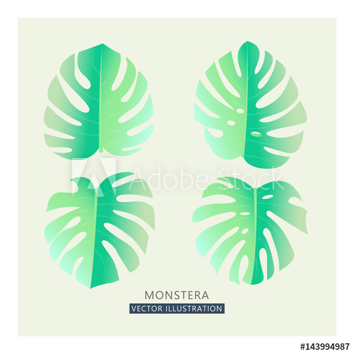 500x500 vector tropical palm leaves split leaf drawing in tender pastel - Tropical Leaves Drawing