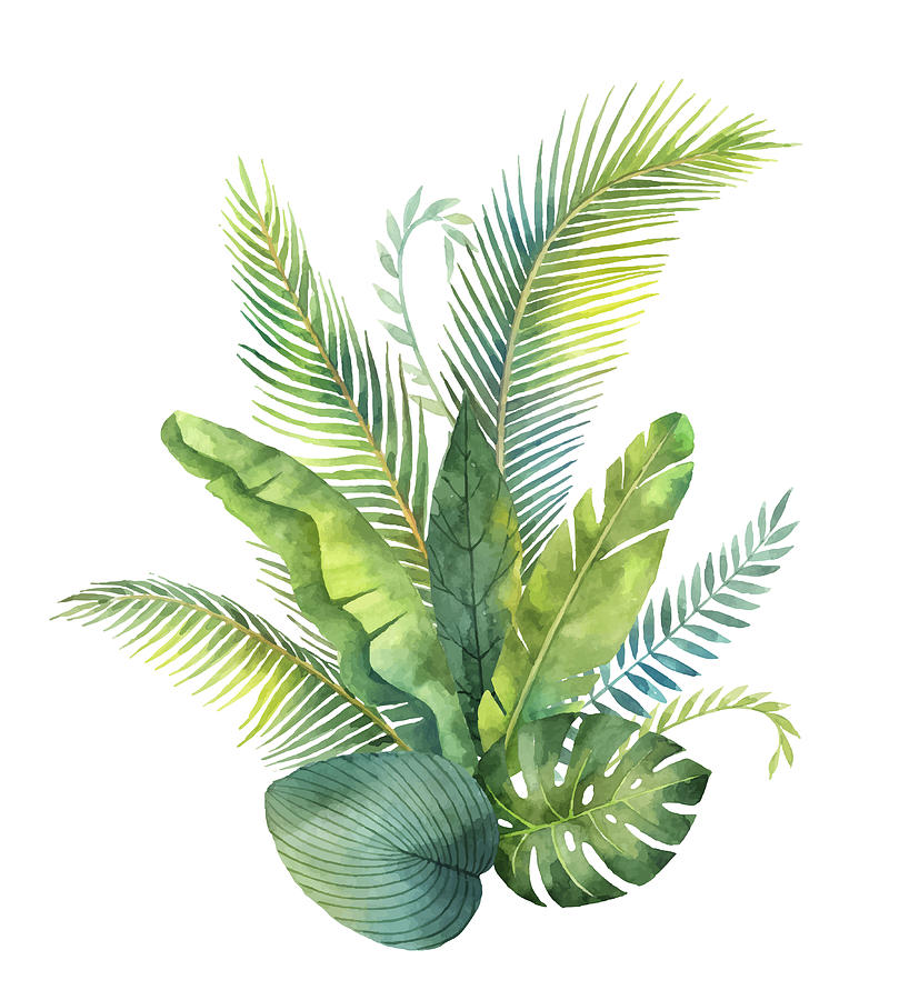 818x900 Watercolor Vector Bouquet Tropical Leaves And Branches Isolated - Tropical Leaves Drawing