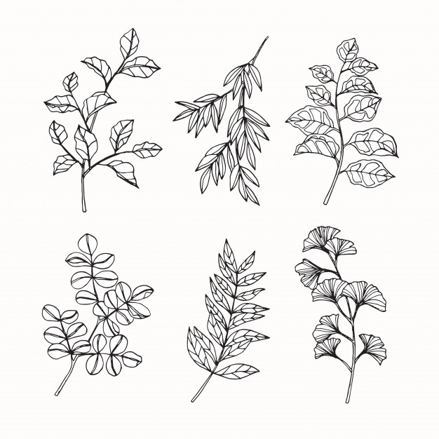 626x626 Collection Set Of Tropical Leaves Drawing Illustration Vector - Tropical Leaves Drawing