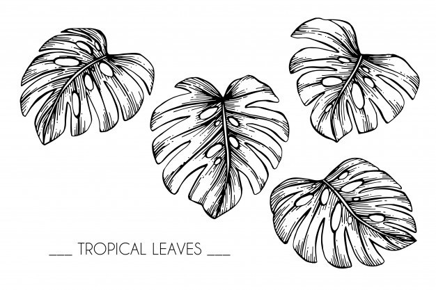 626x417 Collection Set Of Tropical Leaves Drawing Illustration Vector - Tropical Leaves Drawing