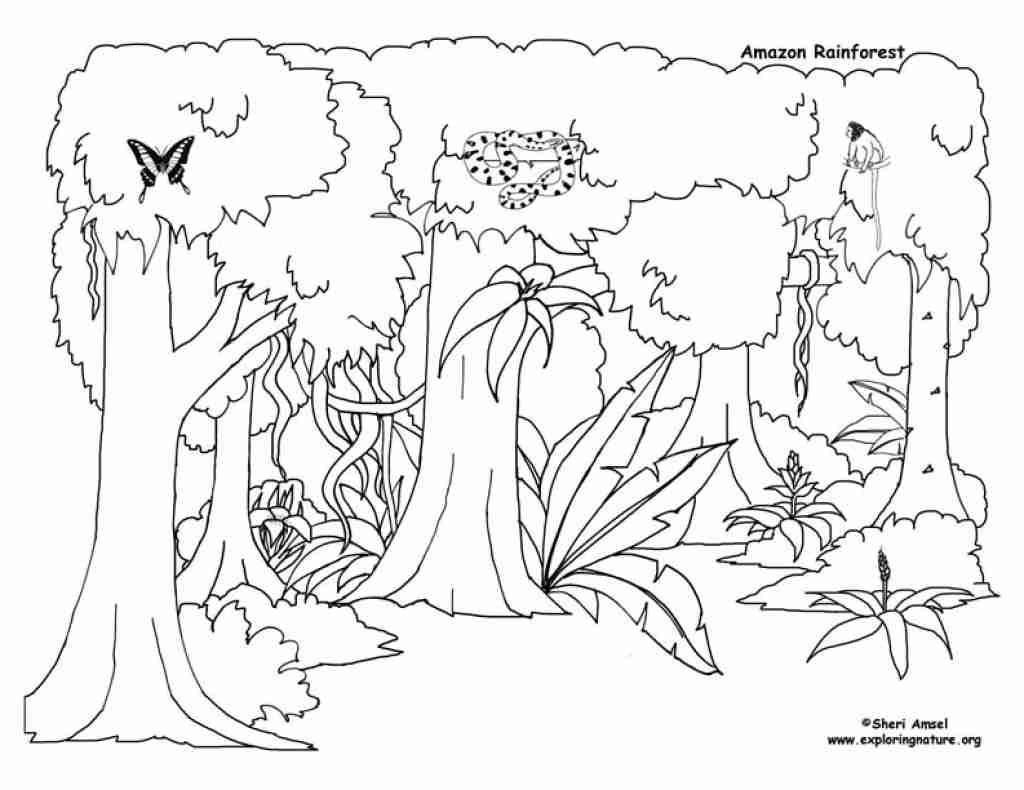 Rainforest Drawing For Kids