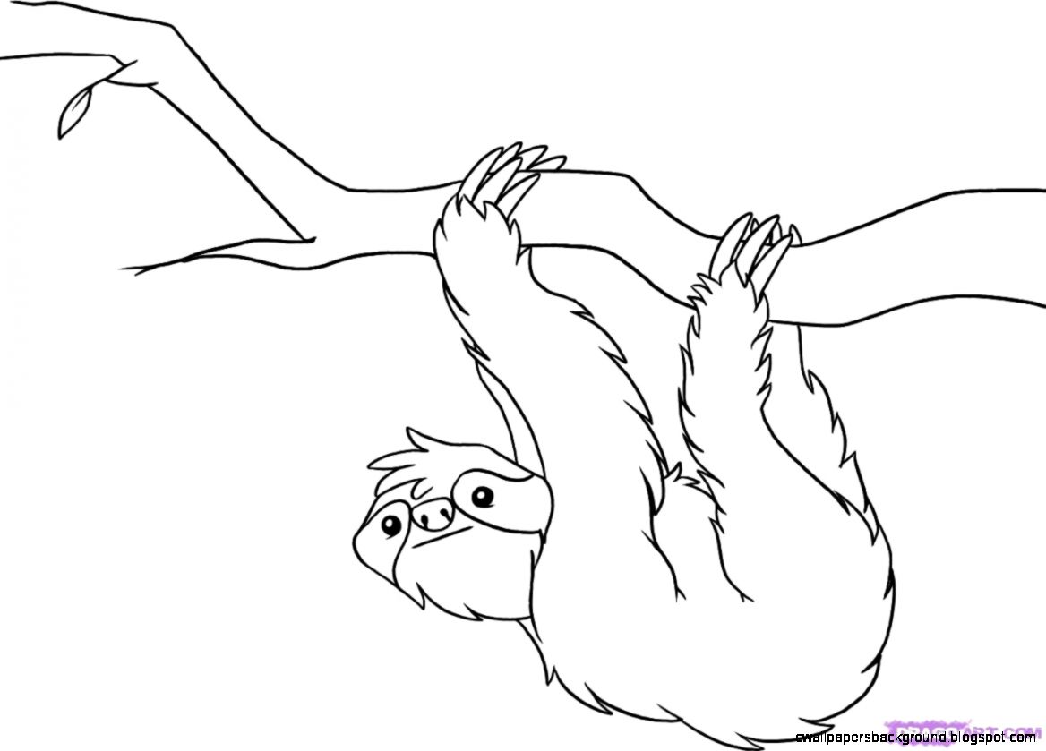 1168x839 Drawn Baby Animal Tropical Rainforest - Tropical Rainforest Drawing