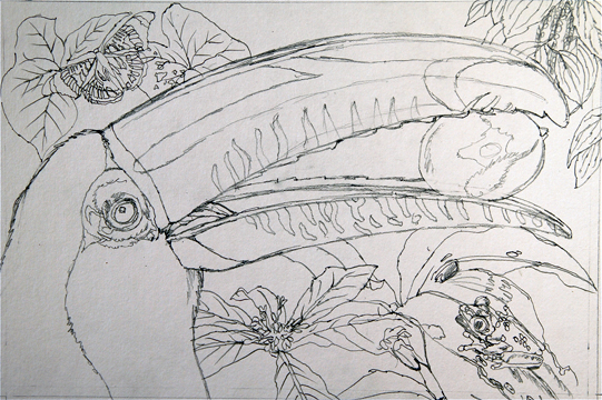 541x360 Drawn Rainforest Tropical Seasonal Forest - Tropical Rainforest Drawing