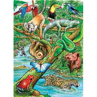 315x315 Fun Facts - Tropical Rainforest Drawing