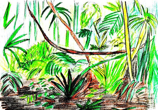 550x381 How To Draw A Rainforest Scene Steps - Tropical Rainforest Drawing