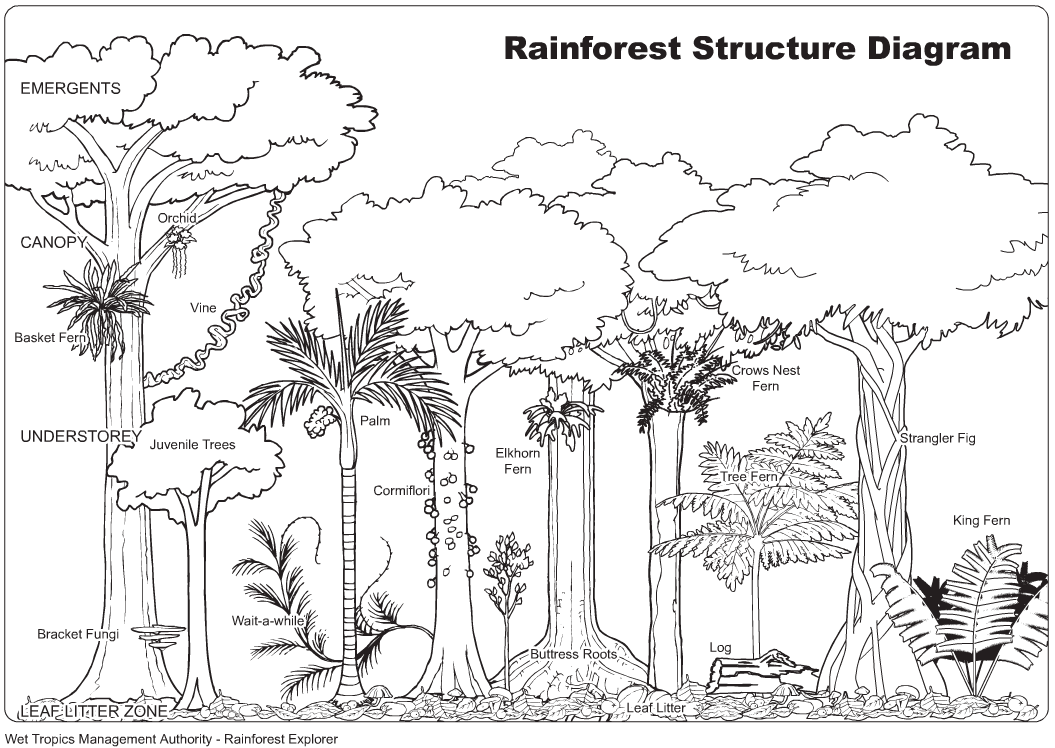 1055x748 View Gallery With Tropical Rainforest Drawing Images Forest - Tropical Rainforest Drawing