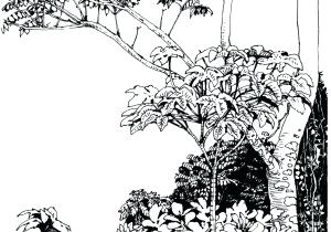 300x210 Rainforest Trees Drawings Drawn Fern Tree Tropical Rainforest - Tropical Tree Drawing