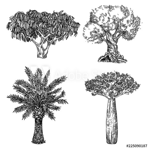 500x500 Set Of Tropical Trees Palm, Baobab, Scheffler Tree And Olive - Tropical Tree Drawing