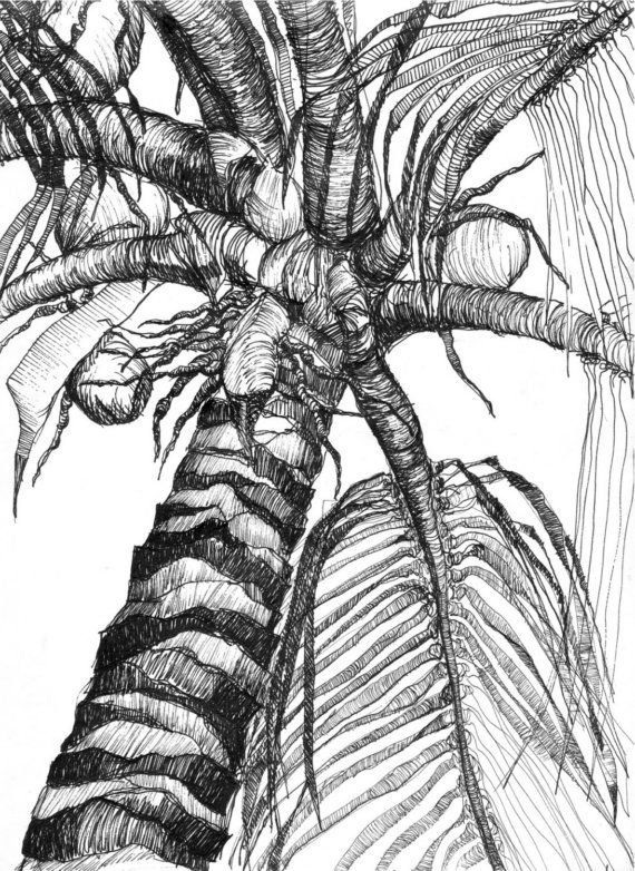 570x782 Art Pen And Ink Drawing Tropical Palm Tree With Coconuts Print - Tropical Tree Drawing