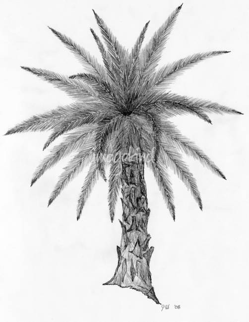 502x650 Stunning Tropical Tree Drawings And Illustrations For Sale - Tropical Tree Drawing