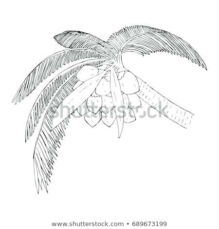 450x470 tall tree drawing black tree silhouette on white background tall - Tropical Tree Drawing