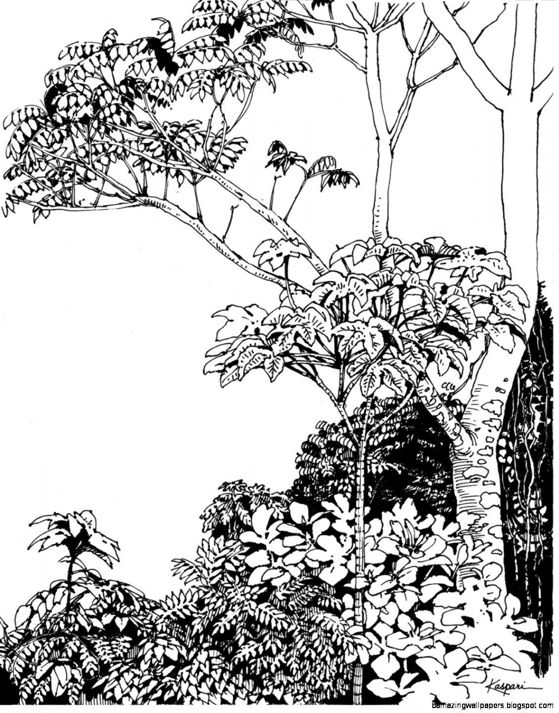 1130x1440 Tropical Rainforest Trees Drawing Amazing Wallpapers - Tropical Tree Drawing