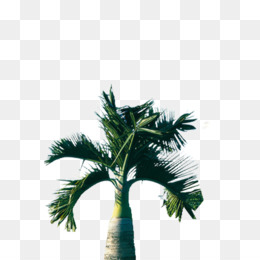260x260 Tropical Trees Png - Tropical Tree Drawing