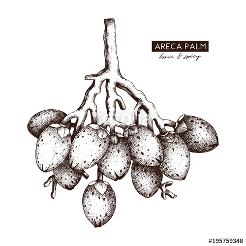 500x500 Vector Areca Palm Illustration Hand Drawn Tropical Tree Sketch - Tropical Tree Drawing