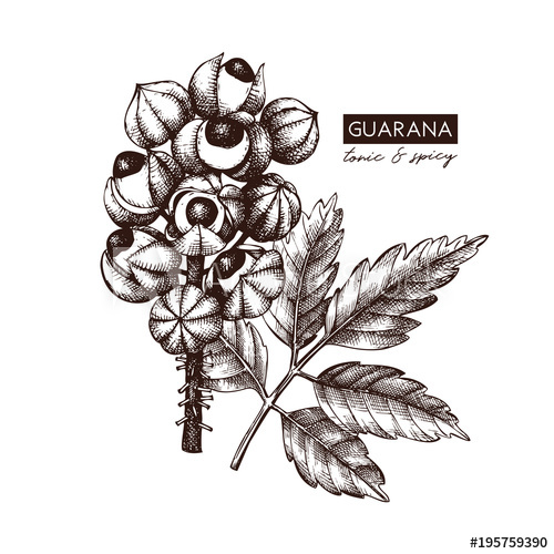 500x500 Vector Guarana Illustration Hand Drawn Tropical Tree Sketch - Tropical Tree Drawing