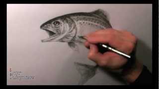 320x180 drawing a trout - Trout Drawing