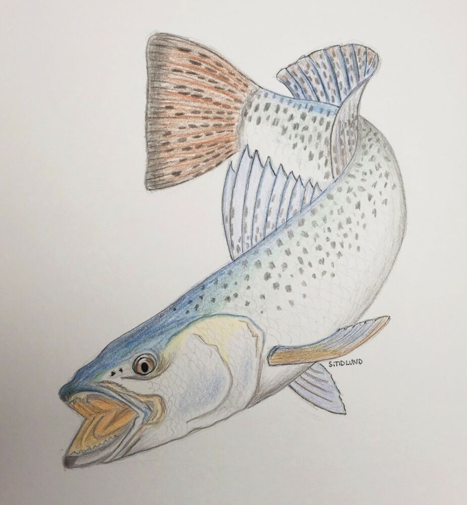 924x1000 florida original art color pencil drawing speckled trout fish - Trout Drawing