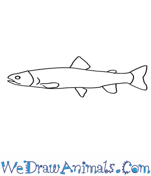 300x350 how to draw a bull trout - Trout Drawing