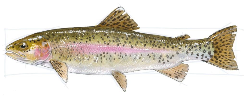 1024x405 how to draw a trout step - Trout Drawing