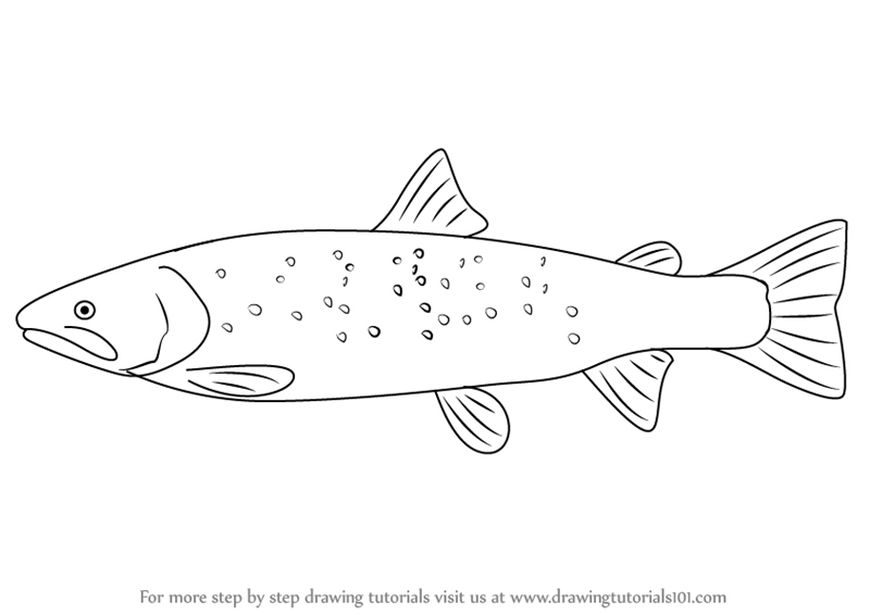 800x566 learn how to draw a bull trout - Trout Drawing
