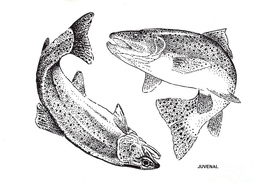 900x651 rainbow trout drawing - Trout Drawing