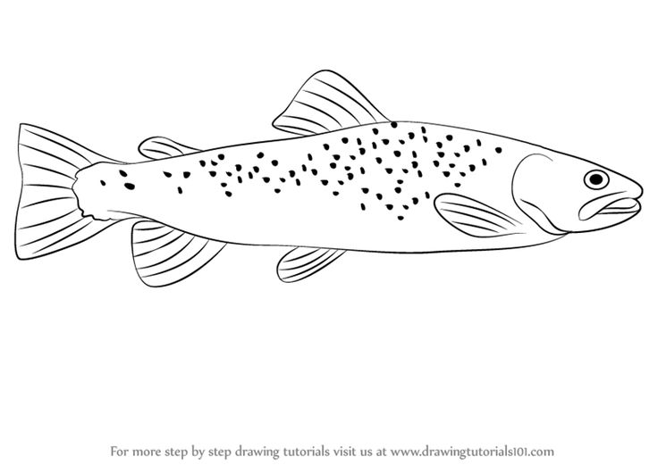 736x521 trout drawing free download - Trout Drawing