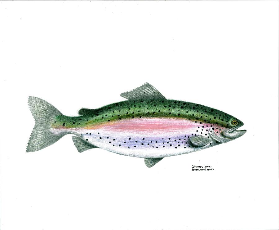 900x742 wallace brantley sport fishing series rainbow trout drawing - Trout Drawing