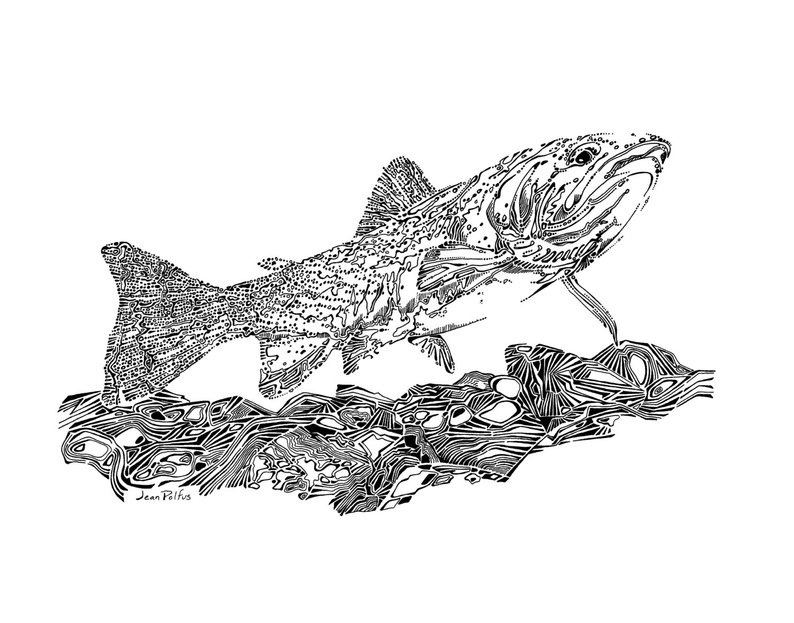 794x623 westslope cutthroat trout drawing original illustration etsy - Trout Drawing