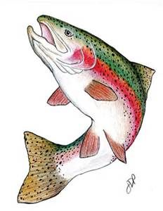 232x300 rainbow trout drawings - Trout Drawing