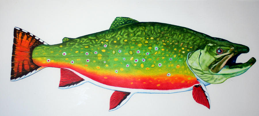 900x405 bonaparte lake trophy brook trout drawing - Trout Drawing