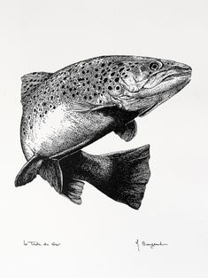 Trout Drawing Black And White