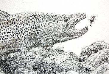 Trout Drawing Black And White at PaintingValley.com | Explore ...