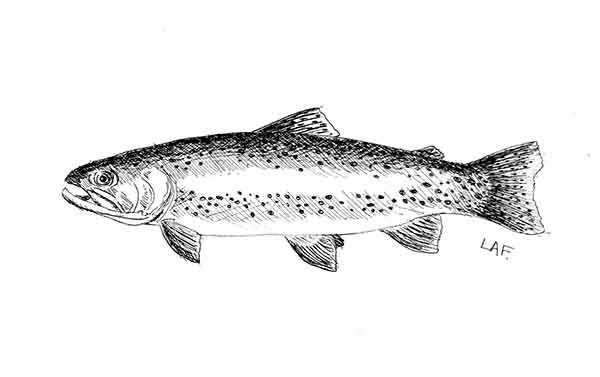 Trout Drawing Black And White at PaintingValley.com | Explore ...
