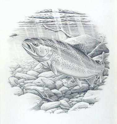 377x400 Rainbow Trout In Fish Drawings, Fish Art, Fish - Trout Drawing Black And White