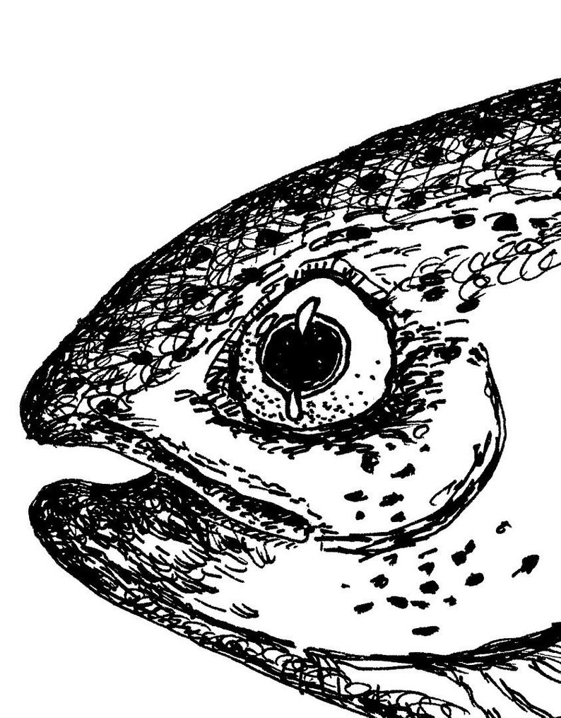 794x1015 Rainbow Trout Print Of My Handmade Drawing Black And White Etsy - Trout Drawing Black And White