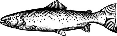 450x138 Stock Illustration - Trout Drawing Black And White