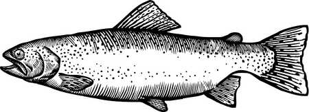 450x163 Trout Black And White Clipart - Trout Drawing Black And White