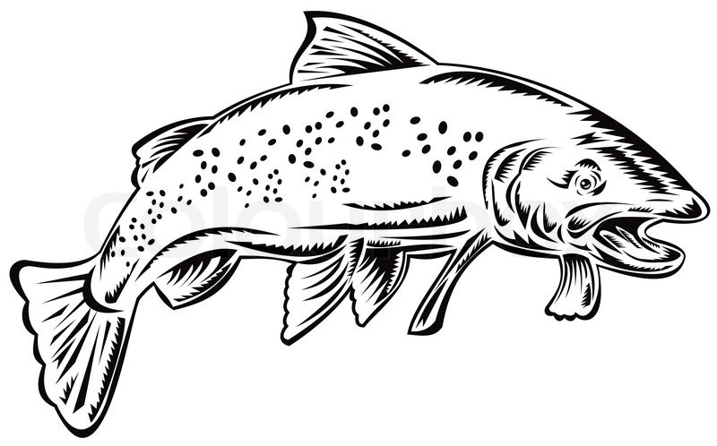 800x498 Trout Fish Jumping Black And White Stock Photo Colourbox - Trout Drawing Black And White